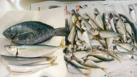 青物狙いでマゴチ！