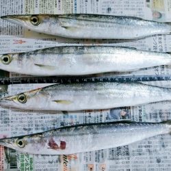 カマス大きくなったね！