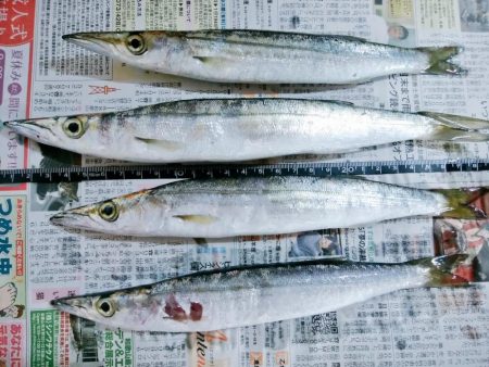 カマス大きくなったね！