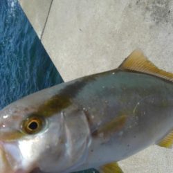 新子が沸いてるときいたので