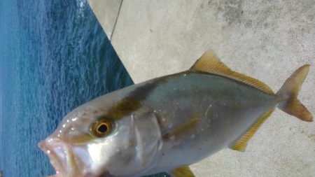 新子が沸いてるときいたので