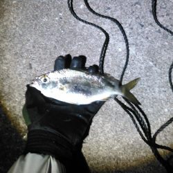 マダイとクロサギ