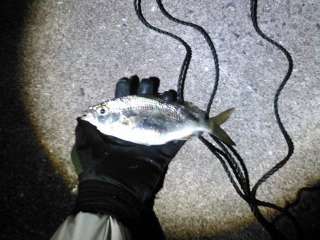 マダイとクロサギ