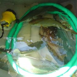 アコウ狙いの青物釣り