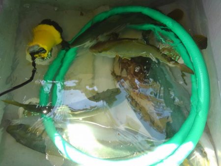 アコウ狙いの青物釣り