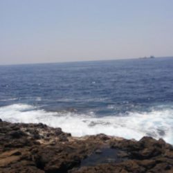 シイラどこよ？