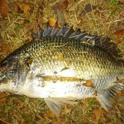 ベイトdeチニング!