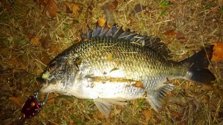 ベイトdeチニング!