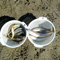 投げ釣りシロギス