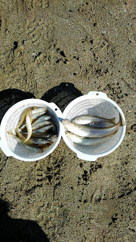 投げ釣りシロギス