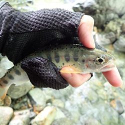 揖保川渓流釣り