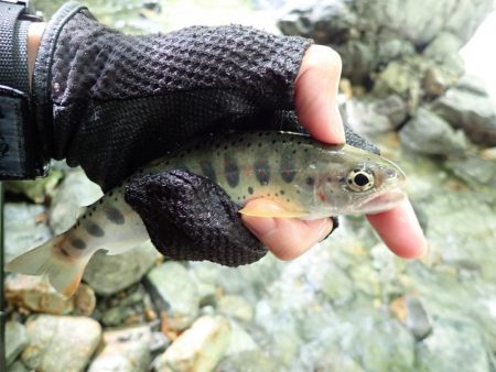 揖保川渓流釣り