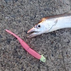 武庫川一文字にタチウオがやってきた！