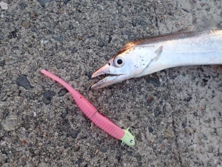 武庫川一文字にタチウオがやってきた！