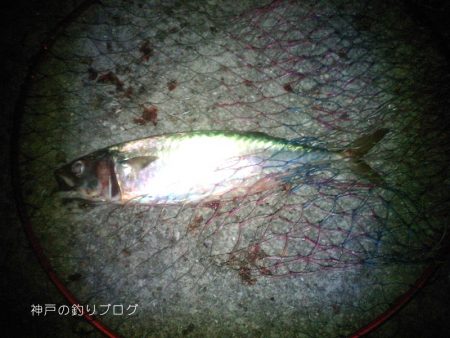 大サバフィーバー!!