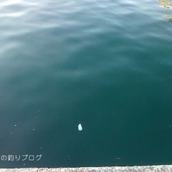 3歳とサビキ釣り