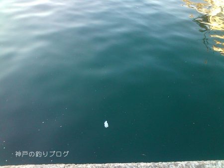 3歳とサビキ釣り