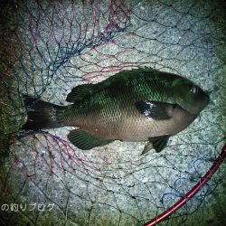 涼しい半夜でチヌ&グレ!