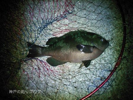 涼しい半夜でチヌ&グレ!