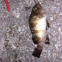 佐渡　二見港　ライトショアジギング