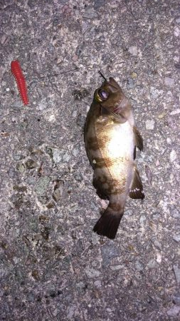 佐渡　二見港　ライトショアジギング