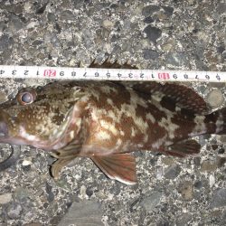 ライトゲームでクロダイ、カサゴ