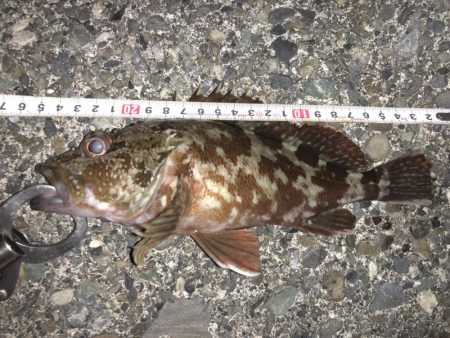 ライトゲームでクロダイ、カサゴ