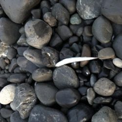 太刀魚ポツポツ釣れてます