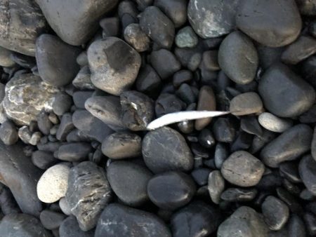 太刀魚ポツポツ釣れてます