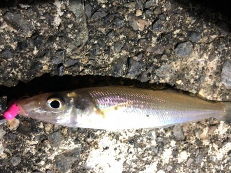 キビレ、キス、セイゴ、ハゼなど