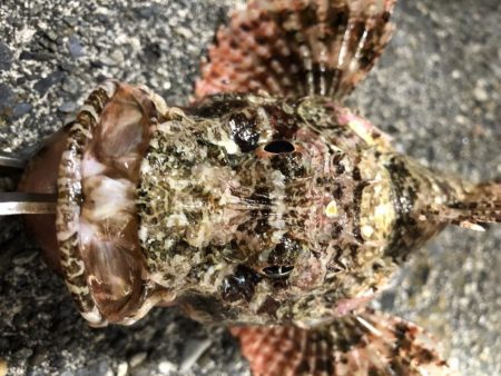 セイゴ、カサゴ、ハゼは好調