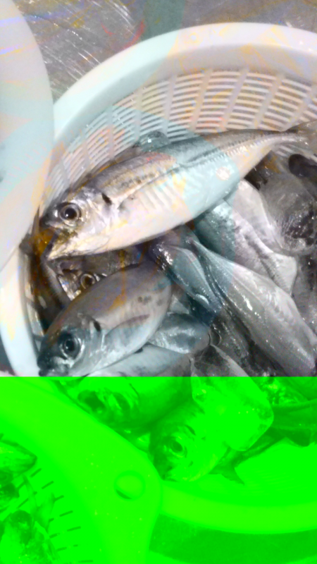 シーサイドコスモ朝マズメ好調