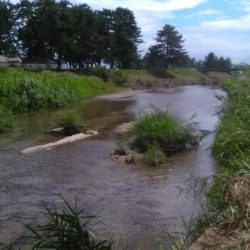 知内川河口付近で小鮎釣り