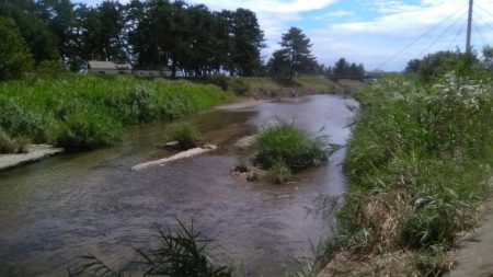 知内川河口付近で小鮎釣り