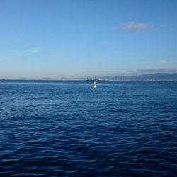 久々のシーバス