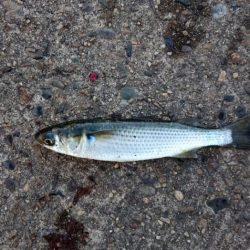 サゴシ・アジ・ボラ