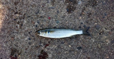 サゴシ・アジ・ボラ