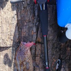 グルーパーゲーム