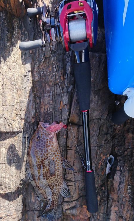 グルーパーゲーム