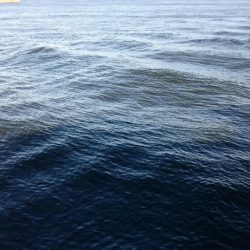 アジ◯  タチウオ×