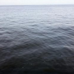 アジは好調継続中