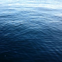 今日は癒しのアジ