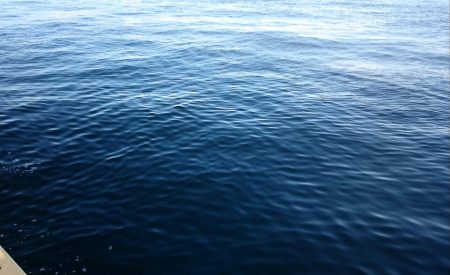 今日は癒しのアジ