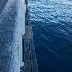 大阪市内タチウオ調査&アジング