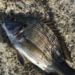 ヘチ釣りで珍客が!