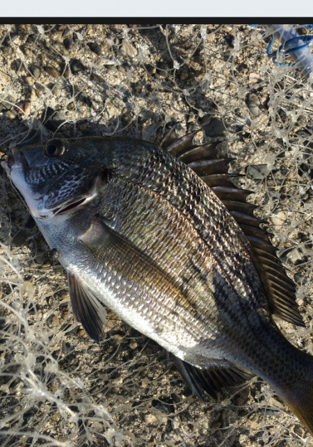 ヘチ釣りで珍客が!