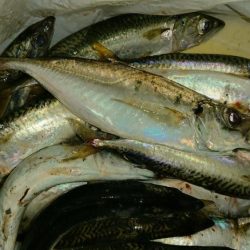 またもや起死回生