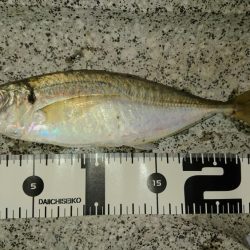 アジのサイズも良くなってきた