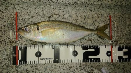 アジのサイズも良くなってきた