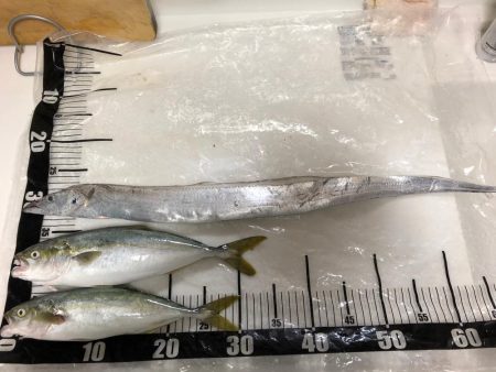 淡路島でショアジキ+ワインド